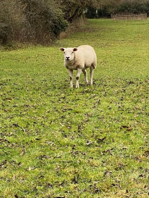 Eco-Friendly Dorset Cottage With Spa Set In Heart Of Countryside Sydling St Nicholas Eksteriør billede